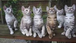 Gorgeous Pedigree Ocicat Kittens