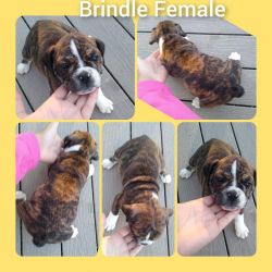 IOEBA Olde English bulldog female 4 sale