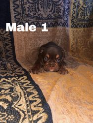 Healthy and Beautiful fur puppies available