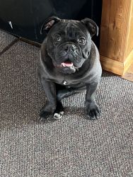 Re-home10 month old bulldog