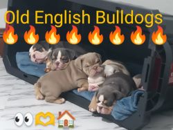 Old English Bulldog puppies