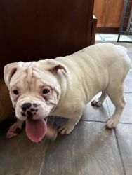 Adorable Female Old English Bulldog Puppy For Sale