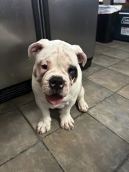 Male Old English Bulldog Puppy For Sale