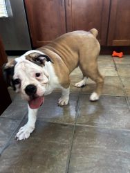 Adorable and Lovable Male Old English Bulldog for sale