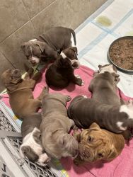 Puppies Old English Bulldogs with Papers Pure breed