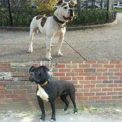 Quality Bulldogges Puppies