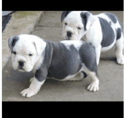 2 English Bulldog Puppy Ready for sale