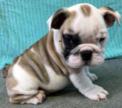 Home trained english bulldog puppies for sale