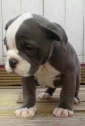 Blue Triple Carrier Old English Bulldog puppies