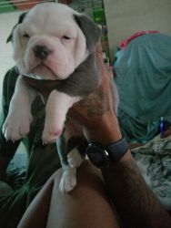 Old English bull dog puppies will be