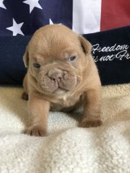 OLDE ENGLISH BULL DOG PUPPIES FOR SALE❤️