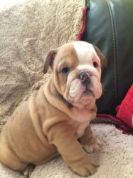 English Bulldog puppies with wrinkles. Text xxx-xxx-xxxx