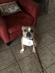 One year old -old English Bulldog for sale