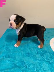 Registered Puppies For Sale