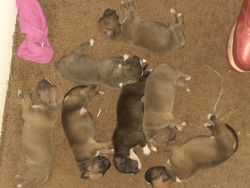 puppies for sale girl 700 boy 600