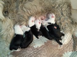 4 females and 2 males availables