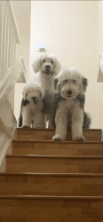 Old english sheepdogs