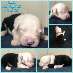 AKC Registered Old English Sheepdog Puppies