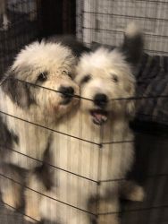 7 months old English sheepdogs