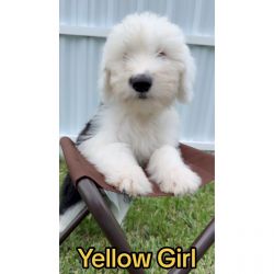 Yellow Girl