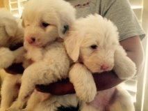 old english sheepdogs puppies