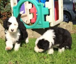 Old English sheepdog puppies for sale