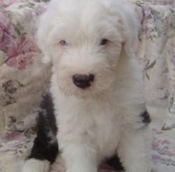 Duncan Hold Akc Old English Sheepdog Puppies