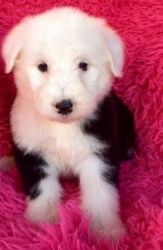 Old English Sheepdog Puppies For Sale$500