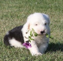 Old English Sheepdog Puppies For Sale $500