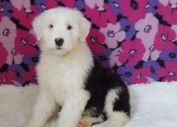 Gorgeous Old English Sheep Dog Pups For A New Home
