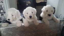 Cute Old English Sheep Dog Puppies For Sale