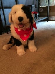 old English sheepdog puppies available