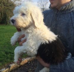 Old English Sheepdog Puppies male and female For Sale