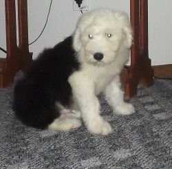Akc Reg Old English Sheepdog Puppies for Sale