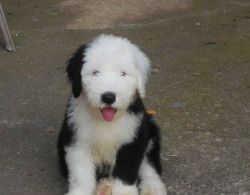 Quality Old English Sheepdog Puppies for Sale