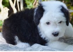 Adorable Old English Sheepdog For Re-Homing.