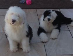 Two Old English Sheepdogs Available For New Homes