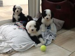 Male and Female Old English Sheepdog Puppies
