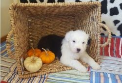 OLD ENGLISH SHEEPDOGS PUPPIES AVAILABLE
