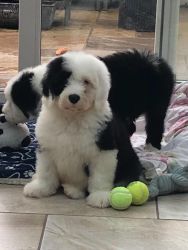 Well Trained Old English Sheepdogs Available