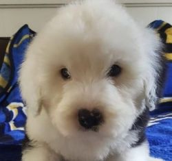 Old English Sheepdog Puppies for Sale.