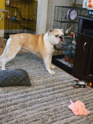 Loving 8yr old bully for sale