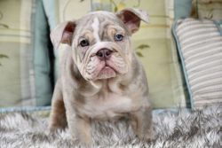 SkyDrives Charlie lilac tri merle male