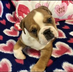 Olde English Bulldogge puppies looking for forever homes