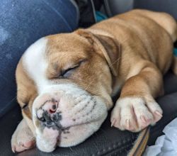 Male 6 weeld old Olde English Bulldogge puppy for sale