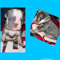 Out of the Park Bulldogges forsale