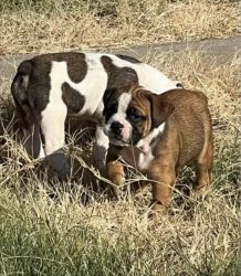 Olde English Bulldoges are for sale for more info insta-Carsyn.hill