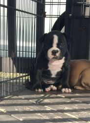 Adorable OEB pups available