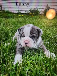 Olde English Bulldogge puppies ready for loving homes in 4 weeks!