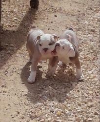 triple carrier pups